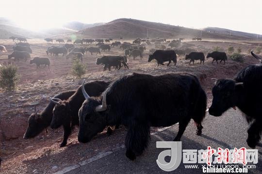 西藏每年存欄約420萬頭牦牛，牦牛產(chǎn)業(yè)發(fā)展是推動西藏畜牧業(yè)可持續(xù)發(fā)展和農(nóng)牧民脫貧致富的重要產(chǎn)業(yè)。圖為西藏牦牛?！O翔 攝