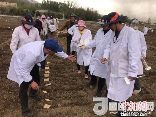 圖為研究員實(shí)地調(diào)研青稞生長土壤?！⊥跤窳?攝