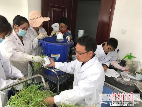 圖為研究員正在調(diào)查青稞感染白粉病情況。　王玉林 攝