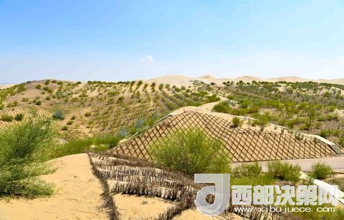 達(dá)拉特旗庫布其沙漠染綠。吳勇攝