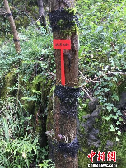 貴州同威生物科技有限公司鐵皮石斛種植。　周嫻 攝