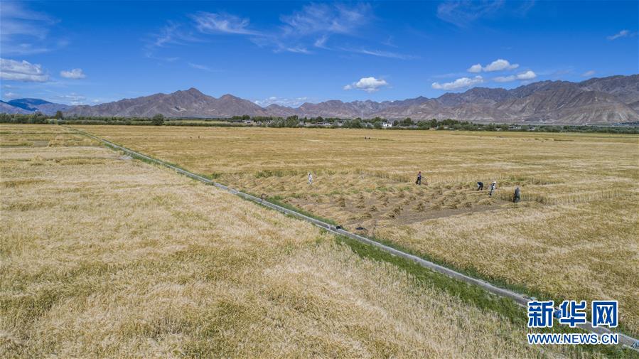 （新華全媒頭條·走向我們的小康生活·圖文互動）（11）扎西德勒，我們的新家園——西藏易地扶貧搬遷搬出幸福美好新生活